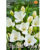 Freesia Single - Freesia White