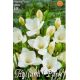 Freesia Single - Freesia White