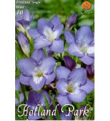 Freesia single - blue