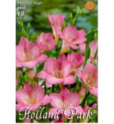 Freesia Single - Freesia Pink