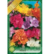 Freesia Double - Freesia double mixed