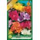 Freesia Double - Freesia double mixed