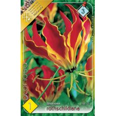 Gloriosa rothschildiana - Gloriosa rothschildiana