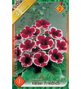 Gloxinia - kaiser Friedrich