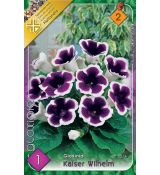 Gloxinia - kaiser Wilhelm