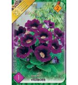 Gloxinia - violacea