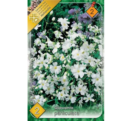 Gypsophila Paniculata