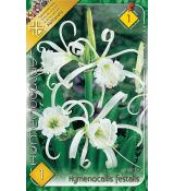 Hymenocallis festalis