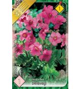 Incarvillea Delavayi - pink