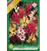 Ixia African Cornlili - mixed