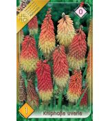 Kniphofia uvaria