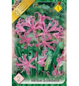 Nerine bowdenii