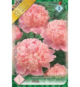Paeonia sinensis - pink