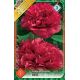 Paeonia sinensis - red