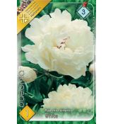 Paeonia sinensis - white