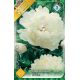 Paeonia sinensis - white