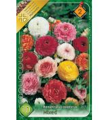 Ranunculus asiaticus - mixed