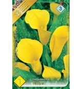 Zantedeschia - yellow