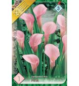 Zantedeschia - pink