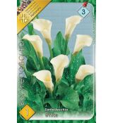 Zantedeschia - white