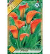 Zantedeschia - orange