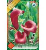 Zantedeschia - red