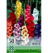 Gladiolus large flowered - mixed/50ks