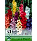 Gladiolus large flowered - mixed/50ks