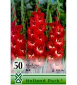 Gladiolus large flowered - red/50ks