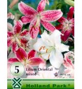 Lilium oriental - mixed 5 ks