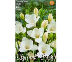 Freesia White