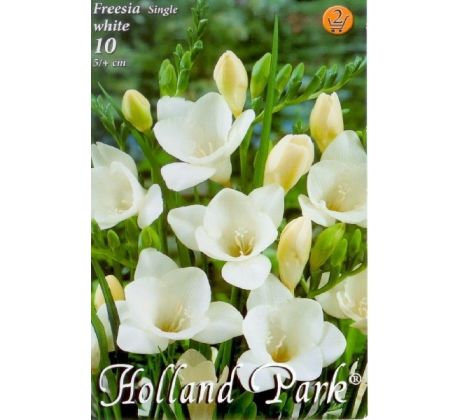 Freesia White