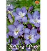 Freesia blue