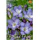 Freesia blue