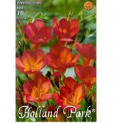 Freesia  Red