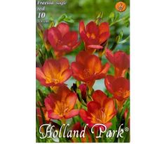 Freesia  Red
