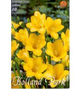 Freesia  Yellow