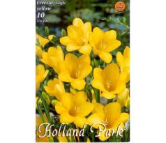 Freesia  Yellow