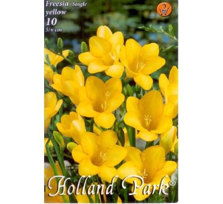Freesia  Yellow