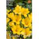 Freesia  Yellow