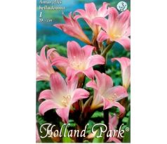 Amaryllis Belladonna/1
