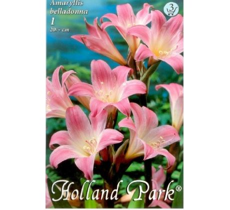 Amaryllis Belladonna/1