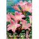 Amaryllis Belladonna/1