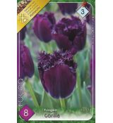 Tulipa - Gorilla