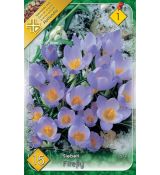 Crocus Species - Sieberi Firefly