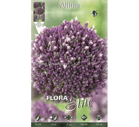 Allium Summer Drummer