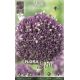 Allium Summer Drummer